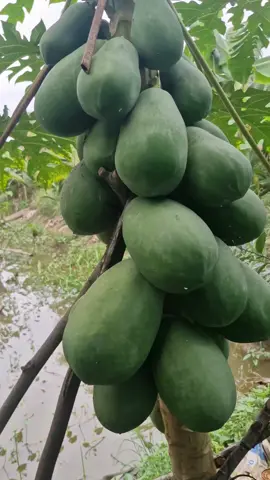 đu đủ nhà trồng, trái sai nhìn mê ly 🤩🤩 #vuoncay #dudu 