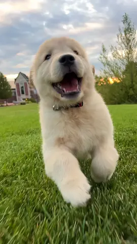 POV you just found out your the goodest boy! . . . . . . . . #goldenretriever #goldenretrieverlife #goldenretrieverpuppy #goldenpuppy #goldensoftiktok 