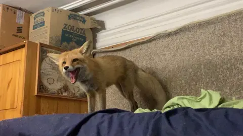 #лисаникси #nixiefox 
