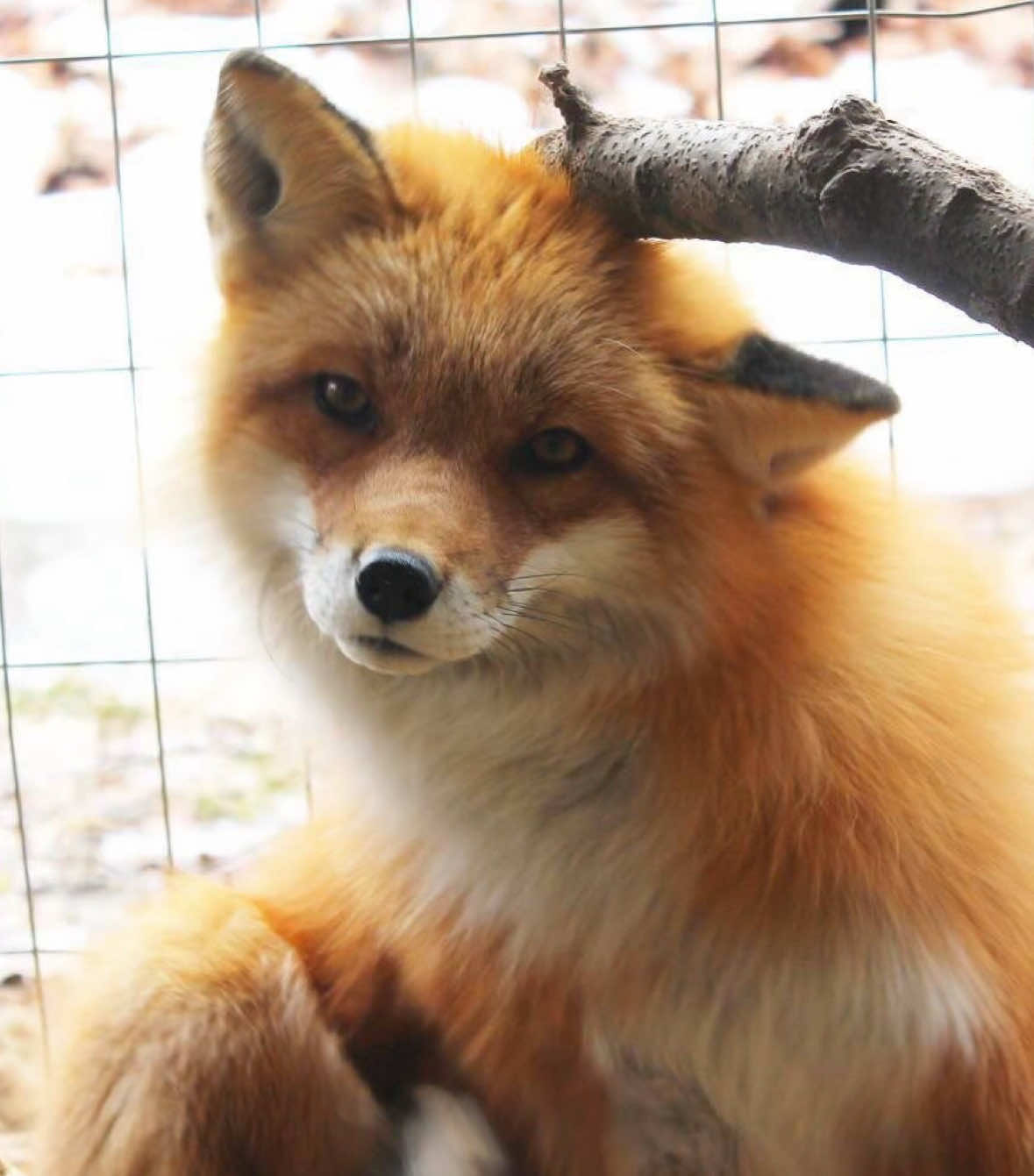 foxiess aww so cute thas me btw #kemonomimi #foxes #fox #foxcore #foryoupage 