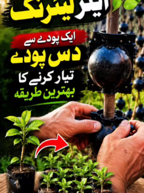 IMG_1785🌱 Want FREE plants from your own tree? Use Air Layering Boxes for fast, easy plant propagation with amazing results! 🔥  Get yours today! #AlphaGardens #PlantTok #FYP #PlantLover #GardenTips #UrbanGardening #Pakistan #PakistanTikTok #Karachi #Lahore #Islamabad #Nature