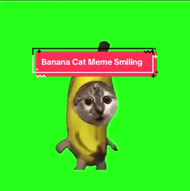 Banana Cat Meme Smiling | #meme #bananacat #catmemematerial 