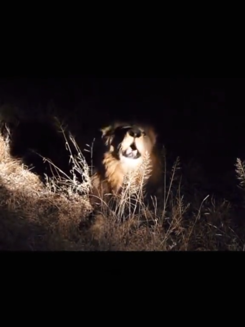 MAKHULU R04R  #mapogo #lion  #makhulu  #keşfet #fypage 