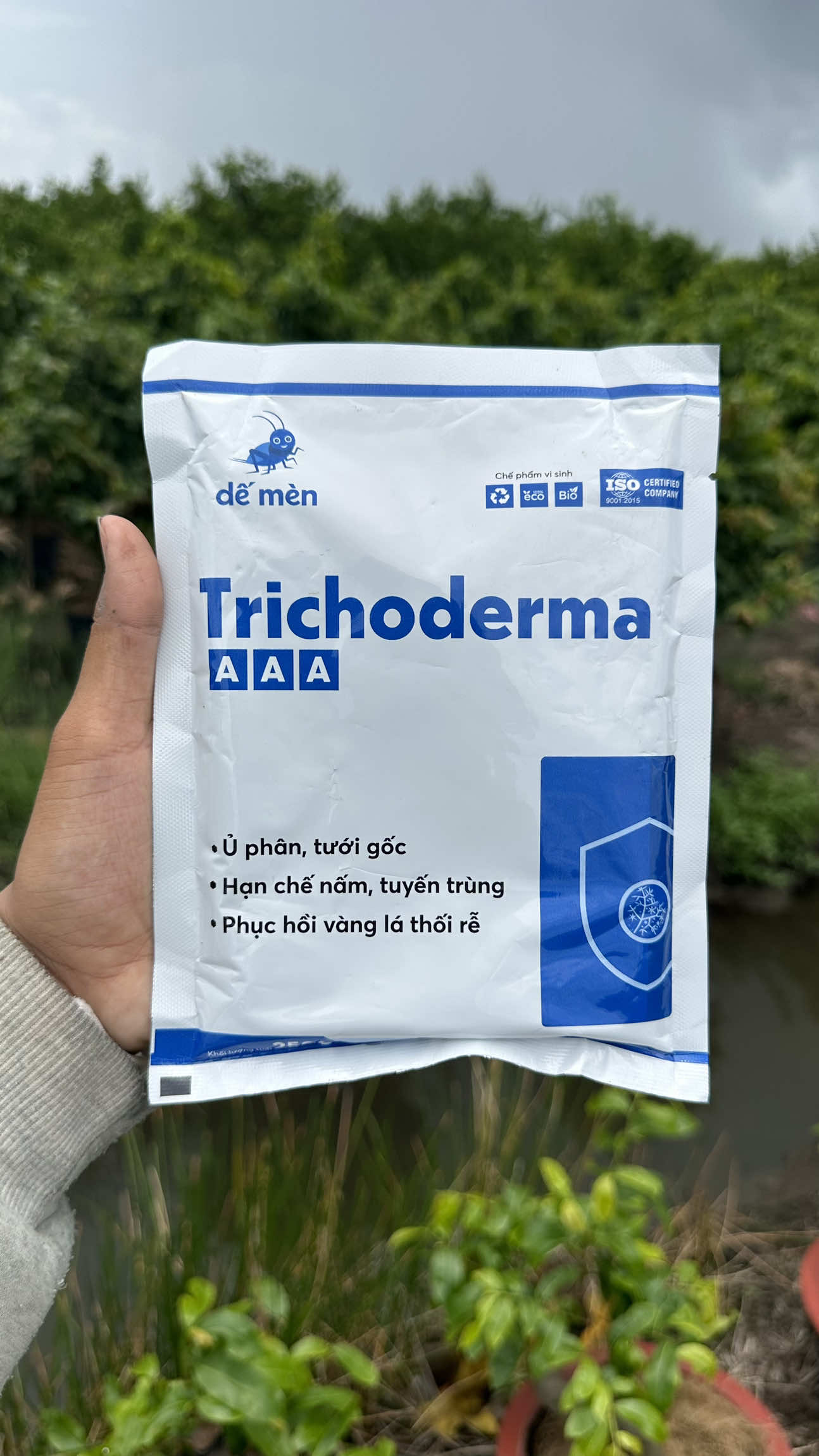 Vàng lá cháy lá thối rể tuyến trùng rễ dùng ngây em này đi anh chị #trồngcây #trichoderma #dếmèn #LamVuon 