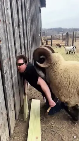 Nobody Can Control This Trouble Sheep 🐑🤣#sheep #funnyvideo #funny #people #laugh 