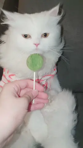 Ma Sha Allah ❤  #foryoupage❤️❤️ #foryou #catlover #trending #viral 