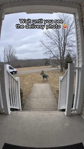Wait until you see the delivery photo: the courier gets the best helper of the day when a sweater-clad donkey photobombs the drop-off! 📦🫏📸 #DeliveryDay #FunnyAnimals #CuteDonkey #DeliveryDriver Inspired by a real story, created with AI for your entertainment.