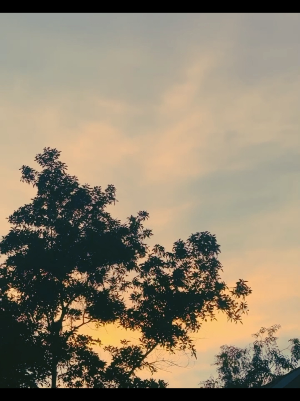 নিয়ে নাও👍🌷 #background #backgroundvideo #free 
