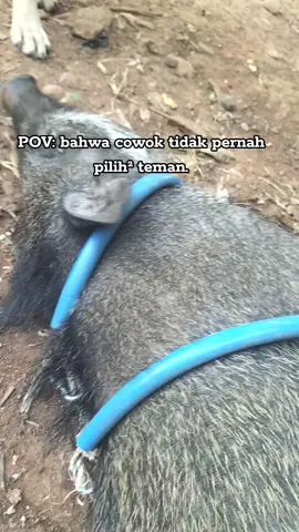 pov bahwa cowok tidak pernah pilih² teman, 🤣 #sujang #babihutanjinak #fypシ #pov #fyp 