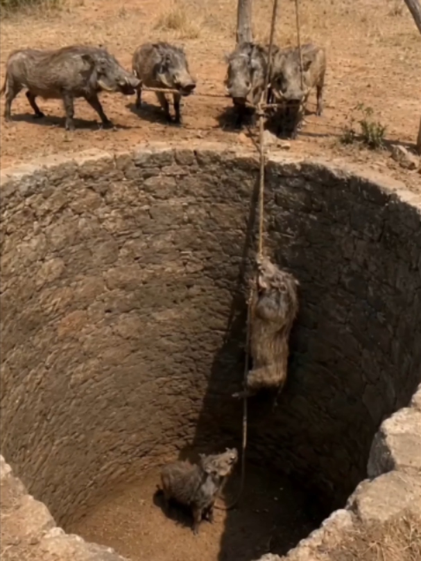 This Was NOT Supposed to Happen 😂💀  #Warthog #Lion #MainCharacter #FunnyAnimals #Wildlife #Viral #FYP #AnimalComedy