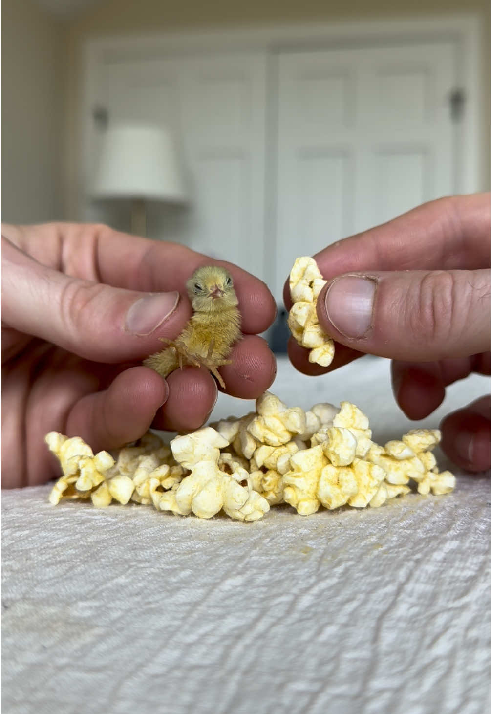 The reason I fell in love with this species of quail is because of how absolutely teeny they are! Even as adults, they can still fit in the palm of your hand 😭💙 - - #babyanimals #cuteanimals #cutenessoverload #foryoupage #cuteness