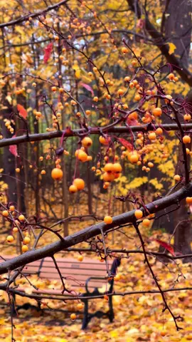 The color 🥰 #autumn #fall #fypシ゚viral #autumnvideos #fallvibes 