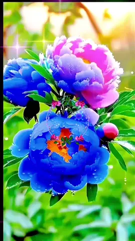 #happiera1tiktok #sceneryvisual #viral #foryoupage #foryour 