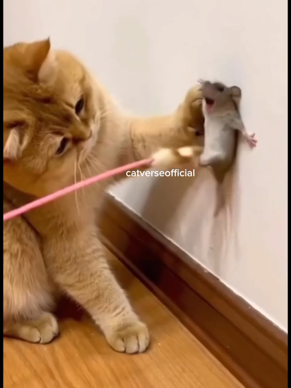 #Top 10 most funny cat clips 😂#catfunnyvideo #catlover #catfunnyvideo #please repost my video and follow me ❤️#