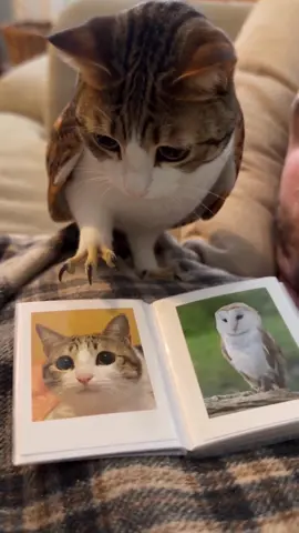 Ow 😭😭😭😭😭😭 #meowl #cat #catowl #catsoftiktok #fypシ゚viral 