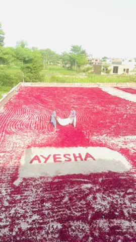 Ghulab ka phool 