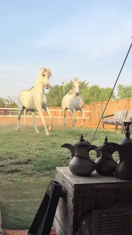 اجمل صوت❤️🫰🏻#الزميلي #اكسبلورexplore #خيل_وخياله🐎 #أكسبلور_تيك_توك🌹🌹nora_norica #أكسبلورر @عبدالعزيز الزميلي 