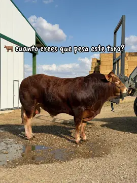 Tenéis la respuesta al final del vídeo 😜 #limousin #vache #farm #elevage #camp 