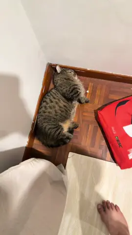 Entah la Simba. Patah hati ka patah leher #munchkincat #kucingtiktok #fyp 