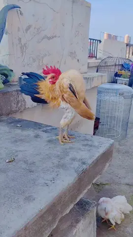 Boyka Undisputed 4 Funny viral fyp famous chicken character #viral #fyp #famous #eswatinitiktok🇸🇿 #funny