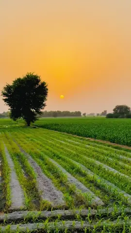 Evening #sajarahmani #evening #sunset #pind #punjab 