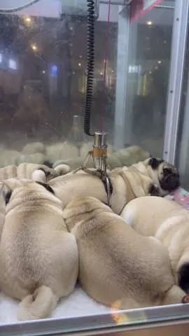 Lucas tried to win a teddy bear… but got two pugs instead 😂🐶 #pug #PugLife #FunnyDogs #ClawMachine #AIvideo 