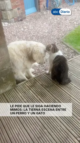 🐶🐱 Le pide que le siga haciendo mimos: la tierna escena entre un perro y un gato El perro no quería que se terminara el momento y le pidió al gato que siguiera con los mimos. 🥹❤️ Una escena que derritió a todos en redes.