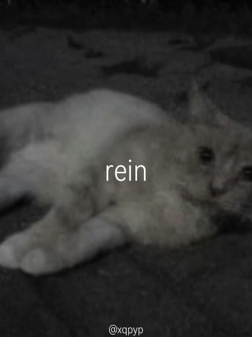 rein raus - rammstein #reinraus #rammstein #viralsong #digitalcamera #songlyrics 