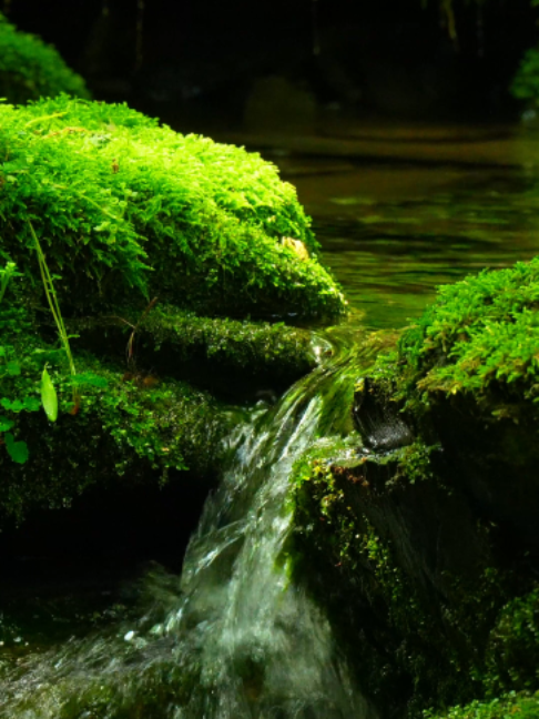 🌿 Listen to this primordial forest that completely clears your complex mind. 🍃 At the end of a tired day, the clear sound of water in a deep forest that embraces you silently. Let everything go for this short moment and enjoy complete rest. ➡️ Click the YouTube link in my bio for the full video! 🔗 #WaterSoundASMR #ForestASMR #SleepASMR #HealingSound #StressRelief #SweetSleep #WhispersOfNatureASMR #숲속ASMR #숙면 #힐링소리