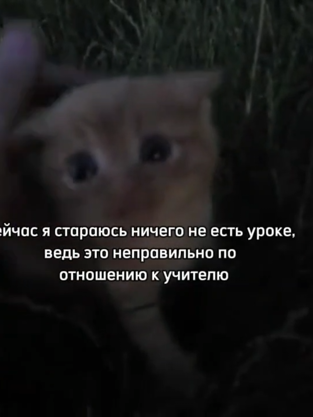 убецтк меня, я не хочу в шк #щп #сво #школа #рекомендации #глобальныерекомендации #еда #песня #кот  @заглотал таблеток шесть 