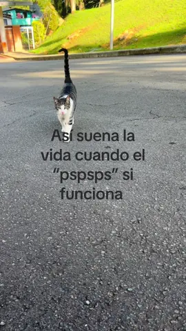 😻😻#gatos #fyp #animals #gatostiktok 