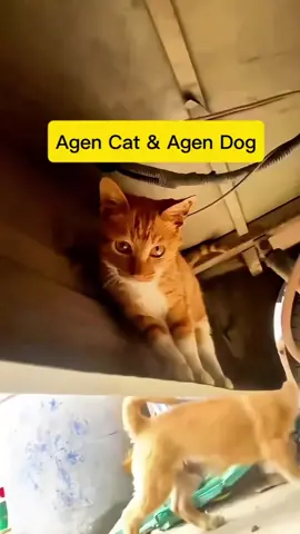 Mission Impossible 2  #anjingtiktok🐶  #kucingtiktok  #fypanjing  #fypkucing 