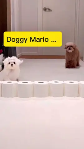 Super Doggy Mario ... #anjingtiktok🐶  #anjingviral  #anjinglompat  #dogchallenge 