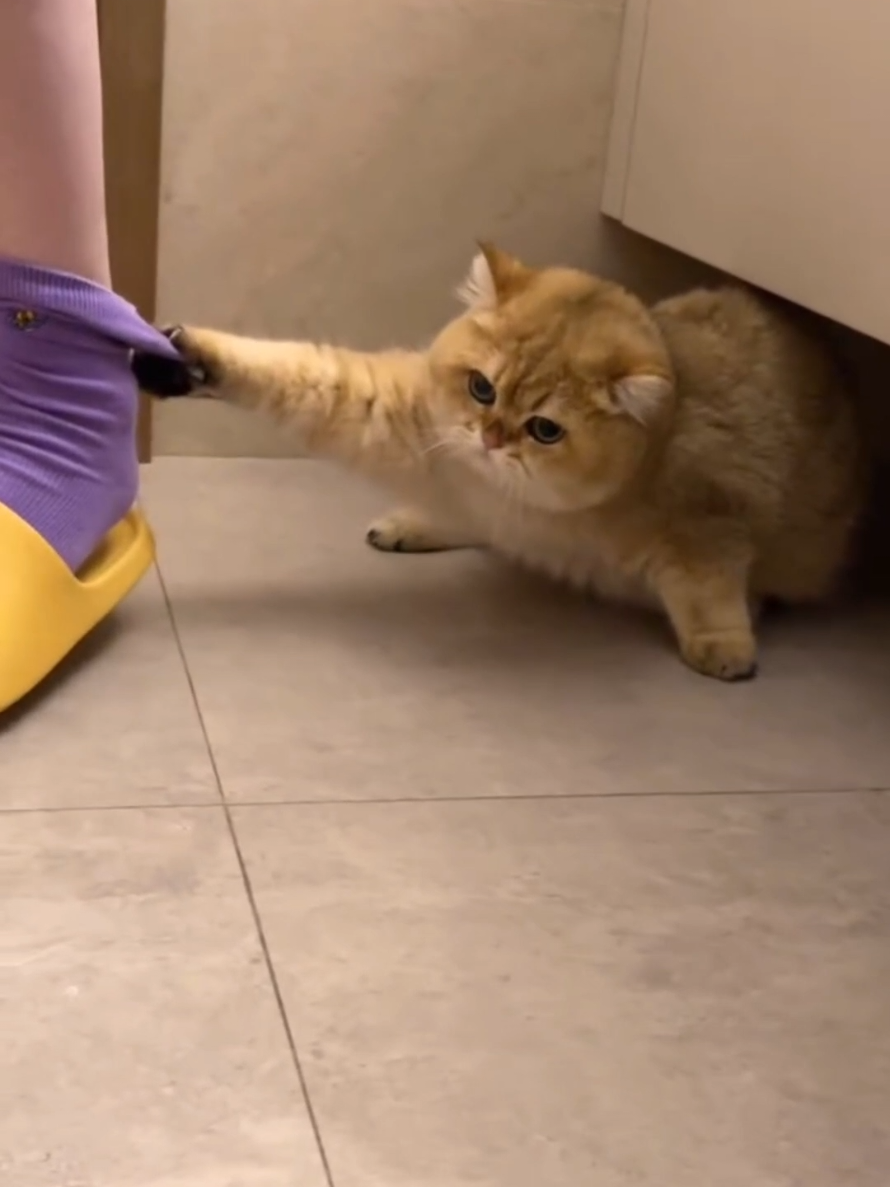 #cat #cute #catvideo #cutecat #funnyvideo 
