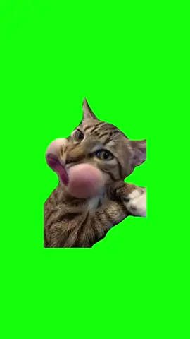 Cat buble laughing #fyp #meme #greenscreen #tempaltecapcut #aerameme 
