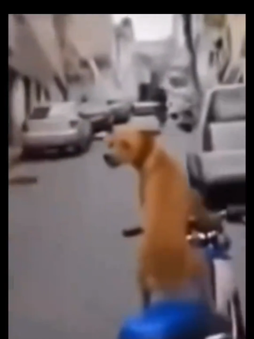 #viral #fyp #trending #dog #meme 