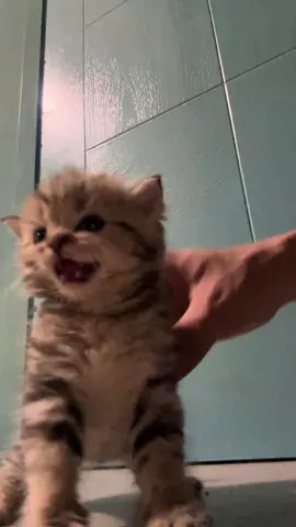 #kitty #kittycat #catsoftiktok #cat #fpy 