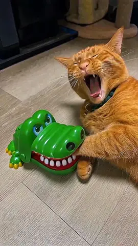 funny cat videos  #funnycat #pets #catlover #funnycatvideo #tyf #please #viraltiktok#viralvideos #foryourpage #unitedstates #unitedkindom #unitedstates #unitedkindom 