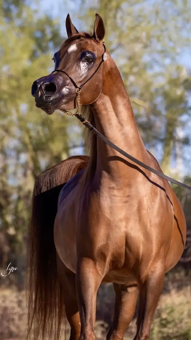 #مرابط_الخيل_العربية #بطولات_الخيل_الدولية #جمال_الخيل_العربيه_الاصيله #الخيل_فتنة_وأنا_في_حبها_مفتون🐎🧿 #فهد_سعد_الخيل_فتنة_خيال❤️_🐎 