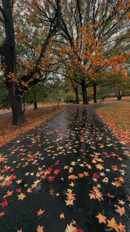 Wishing the road doesn’t end 🍂  #autumnleaves #autumn #fallvibes #fall #fyp 