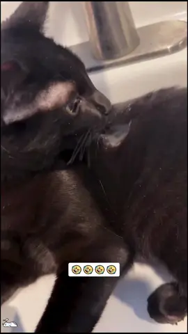 funnycatsofusa#funnycat #funnyvideo #catsoftiktok #viralvideo 