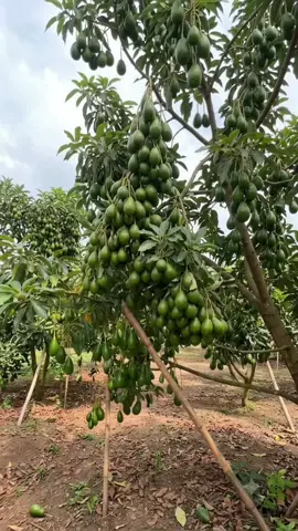 alpukat