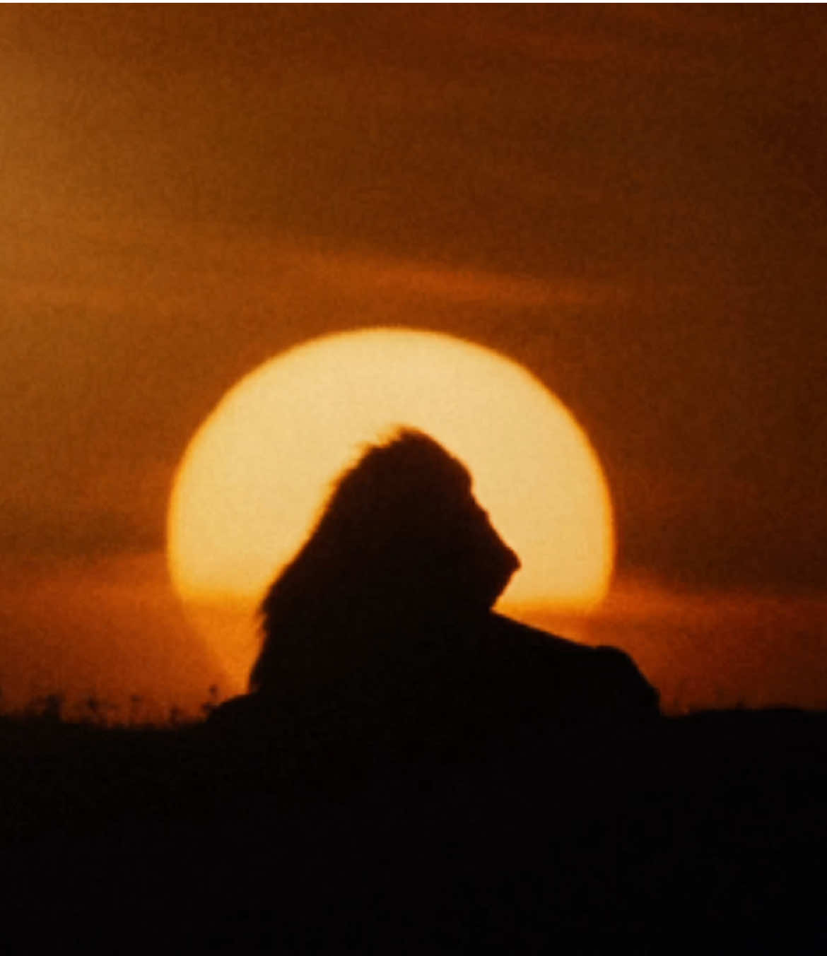 Jesus To A Child. #georgemichael #lions #georgemichaelforever #musicedit 