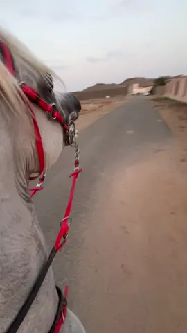ماشاءالله تبارك الله❤️ #اصيل_العز #اذكروا_الله #خيل_وخياله🐎 #fypシ 