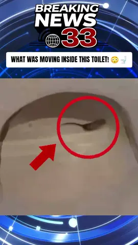 Imagine it's 3 AM, you get up to go to the bathroom, turn on the light, and get surprised by some creepy unknown thing staggering and moving inside the toilet chair!... Does anyone know what this is? #NewsTok #TrendingNow #ViralStory #DidYouKnow #InternetMystery