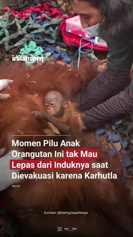 Momen mengharukan terlihat saat anak orangutan terus berpegangan pada induknya ketika keduanya ditangani tim di tengah kondisi habitat yang terdampak karhutla. Kebakaran hutan dan lahan tak hanya mengancam manusia, tetapi juga satwa liar yang kehilangan tempat tinggal dan sumber kehidupan. Semoga induk dan anak orangutan ini selamat serta dapat kembali ke habitatnya. Hutan adalah rumah bagi seluruh makhluk hidup 🦧🌳 - Selengkapnya kunjungi website dengan klik link di bio atau download aplikasi di AppStore dan Google Play Store. #inilahNews #Orangutan #Karhutla #Inilahcom 