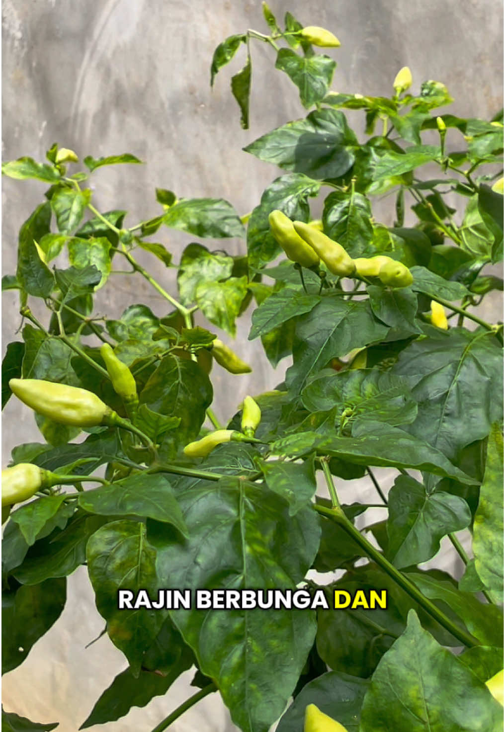 Pupuk Organik Pelebat Buah Fertani 250gr | Pupuk Buah Lebat & Nutrisi Tanaman Buah #pupukorganik #pupukpelebatbuah #pupuktanamanbuah 