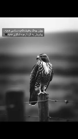 #fyppppppppppppppppppppppp #ranyakam___hawler___slemani_karkwk_ #Acc❤️ #aktiv #foryou 