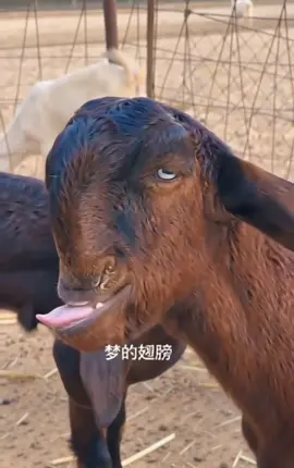 你長得好醜