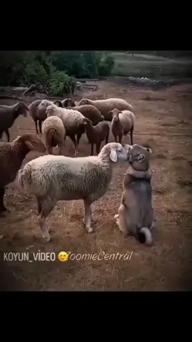 Let me for you people 😀😂😂😂😂😂@SAJO🦍 #gehgehchallenge #funny #funnypets #funny #dogs 